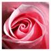 Love Poems